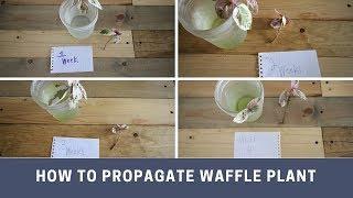 How to propagate a waffle plant