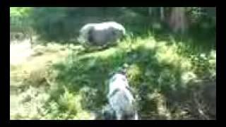 Бои животных Питбуль против кабана pit bull vs a wild boar