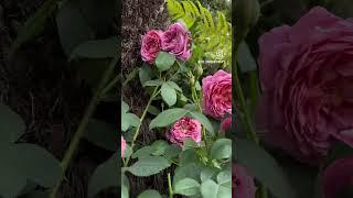 Introducing the new “ Emma Bridgewater” rose from @david_austin_roses #gardenerben