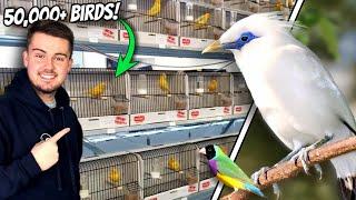 GIANT Exotic Bird Sale in the UK - Newark 2024