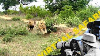 Male Lion Chase And Dramatic Leopard Threesome- TWIV #249