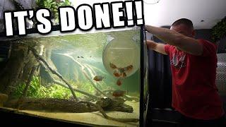 The LAST piranha fish added to monster PLANTED AQUARIUM!