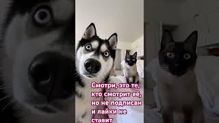 #риэлтормосква #юмор хаски и сиамская кошка