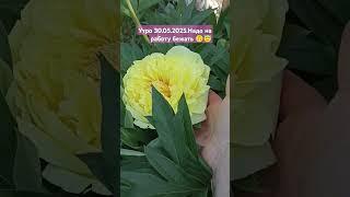 Товарищи, здесь есть такие как я? Которые с дачи не могут выползти