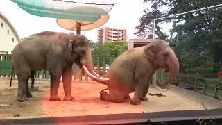 Elephant Mating Video Baru ll Rare Wild Activity