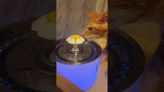 Cat drinking water (ASMR？)  Taco Meet Bagel  Rooooosa Rooooosa