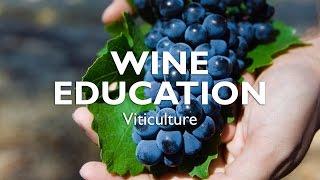 WINE EDUCATION | Viticulture