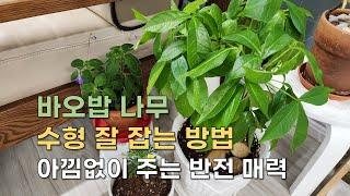 (CC)5살 바오밥나무이야기수형잡기/아낌없이 주는 나무 /The Story of a 5-Year-Old Baobab Tree /Catch a Tree The Giving Tree🪴