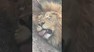 Big cat lion. Serban Cioca Share and subscribe to my channel :)