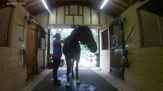 Equine Myofascial Release therapy and Massage