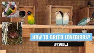 How to breed lovebirds in 2022? Episode. 1