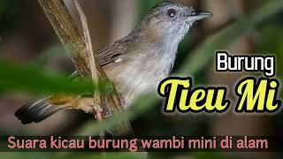 Suara Kicau Burung Wambi Mini di Alam Liar