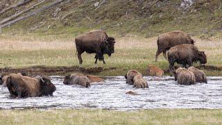 Baby Bison Attempt to Cross the Madison River in Yellowstone National Park