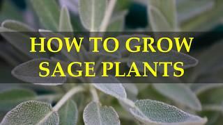 HOW TO GROW SAGE PLANTS