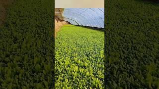 Vegetables growing under tent