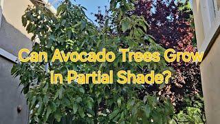 Can Avocado Trees Grow in Partial Shade?