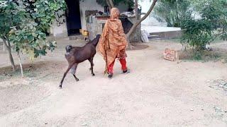 "Under The Evening Sky: A Stroll With Birds, Goats, & Nature's Gentle Sounds" #balochivlog