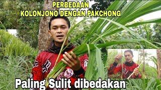 REVIEW RUMPUT KOLONJONO | PERBEDAAN KOLONJONO DENGAN PAKCHONG