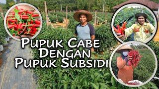 PUPUK CABE BERBUAH LEBAT