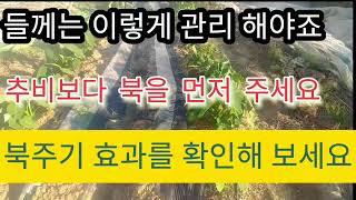 들께 2배 만들기#들깨 #들깨키우기 #농사