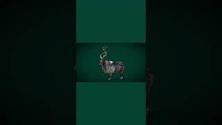 Markhor Wild Goat 3D Model #animals #markhor #goat #nyilonelycompany #wildlife