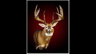 Johnny King's  "World Class Typical Whitetail"
