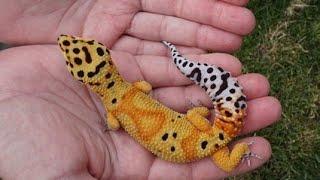 Tangerine Clown Leopard Gecko Project