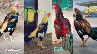 Best Five  Aseel Of Puno khail Group