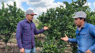 Nos ha bendecido Dios con esta Alta producción de Limón sin semilla