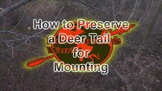 How to Preserve a Deer Tail for Mounting