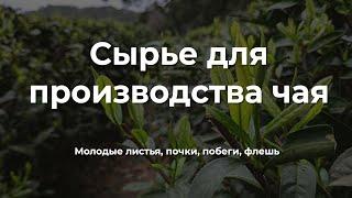 Из чего делается чай? Сырье для производства чая. Чайные побеги, почки, флеши.