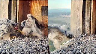 FalconCam Project~ Barru almost fell out of box~6:47 am 2023/11/04