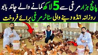 Golden misri poultry farming | Lohman brown | hen farming in pakistan | Hen for sale