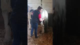 Equine skills video