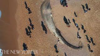 The range of responses of human observers in the aftermath of a whale’s death