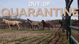 Out Of Quarantine - Horse Plus Happenings S2E6 | 2-25-25