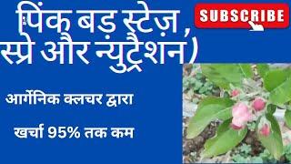 पिंक बड़ स्टेज़ में कौन-कौन सी स्प्रे और न्युट्रैशन पौधे को देना चाहिए।