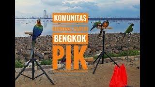 KOMUNITAS PECINTA BURUNG PARUH BENGKOK - PANTAI INDAH KAPUK