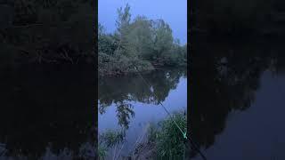 Рыбалка день 4 #рыбалка #карп #сазан