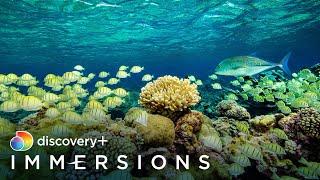 Secret Islands of the Pacific (Slow TV) | discovery+ Immersions