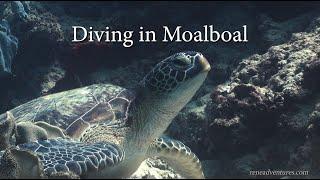 Diving in Moalboal, Cebu, Philippines - February 2023