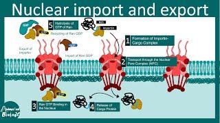 Nuclear import and export | Nuclear Pore complex | How proteins are moved in or out the nucleus?