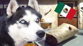 Max prueba comida Mexicana || Max the Husky