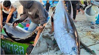 Yellowfin Tuna Fish Catching Skills In Aceh Ocean Handline Fish Amazing Fishing Video 