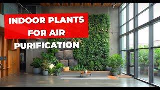 Indoor Plants For Air Purification | Low-Maintenance Houseplants That Will Refresh Your Living Room