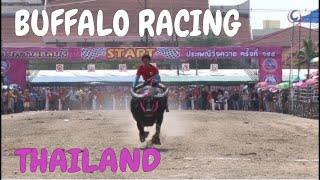 Thailand | Chonburi Buffalo Racing Festival