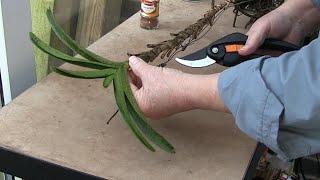 Emergency Vanda Orchid Rescue