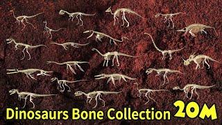 Study dinosaur bone fossils | dinosaur bone collection | What did the dinosaurs eat? | 공룡의 뼈 화석 모음집2