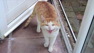 Cat Meowing & Hissing Loudly