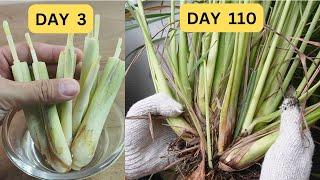 How to grow lemongrass from store-bought stalks